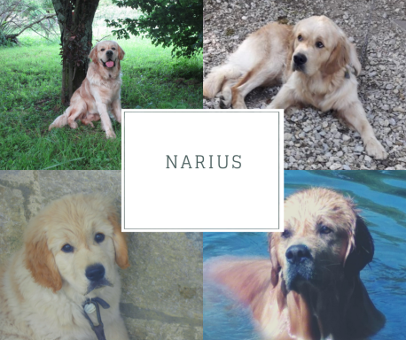Notre chien Narius